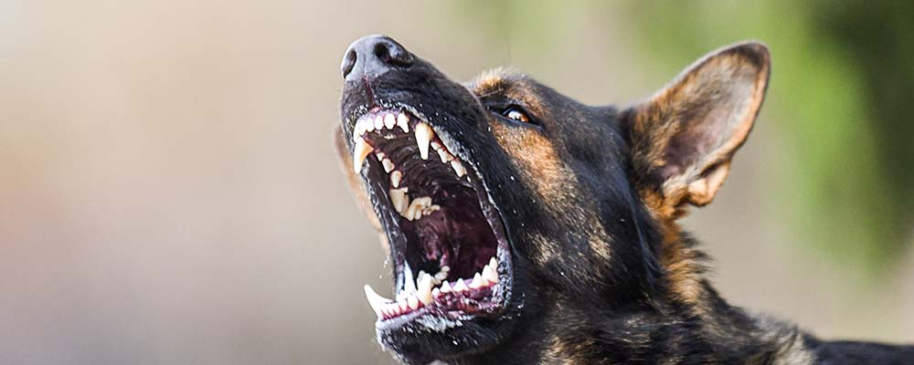 Tinley Park Dog Bite Injury Attorney